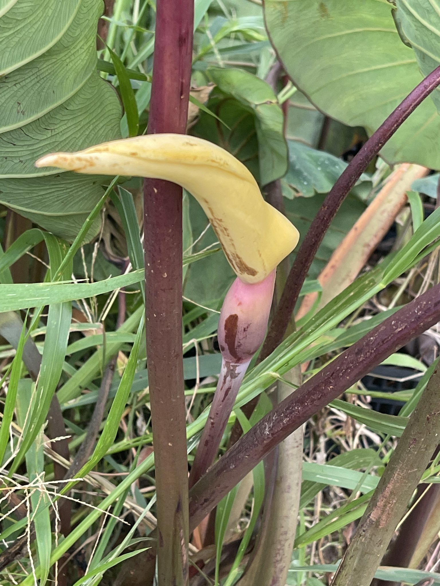 アリンコ サトイモ の花を見つけました 花言葉は 繁栄 愛のきらめき 無垢の喜び 昔から子孫繁栄の象徴としても知られていて繁栄という言葉は親芋に子芋や孫芋など多くの里芋が出来ることに由来するそうです 今朝の花散歩 T Co 9evjbwlbpx