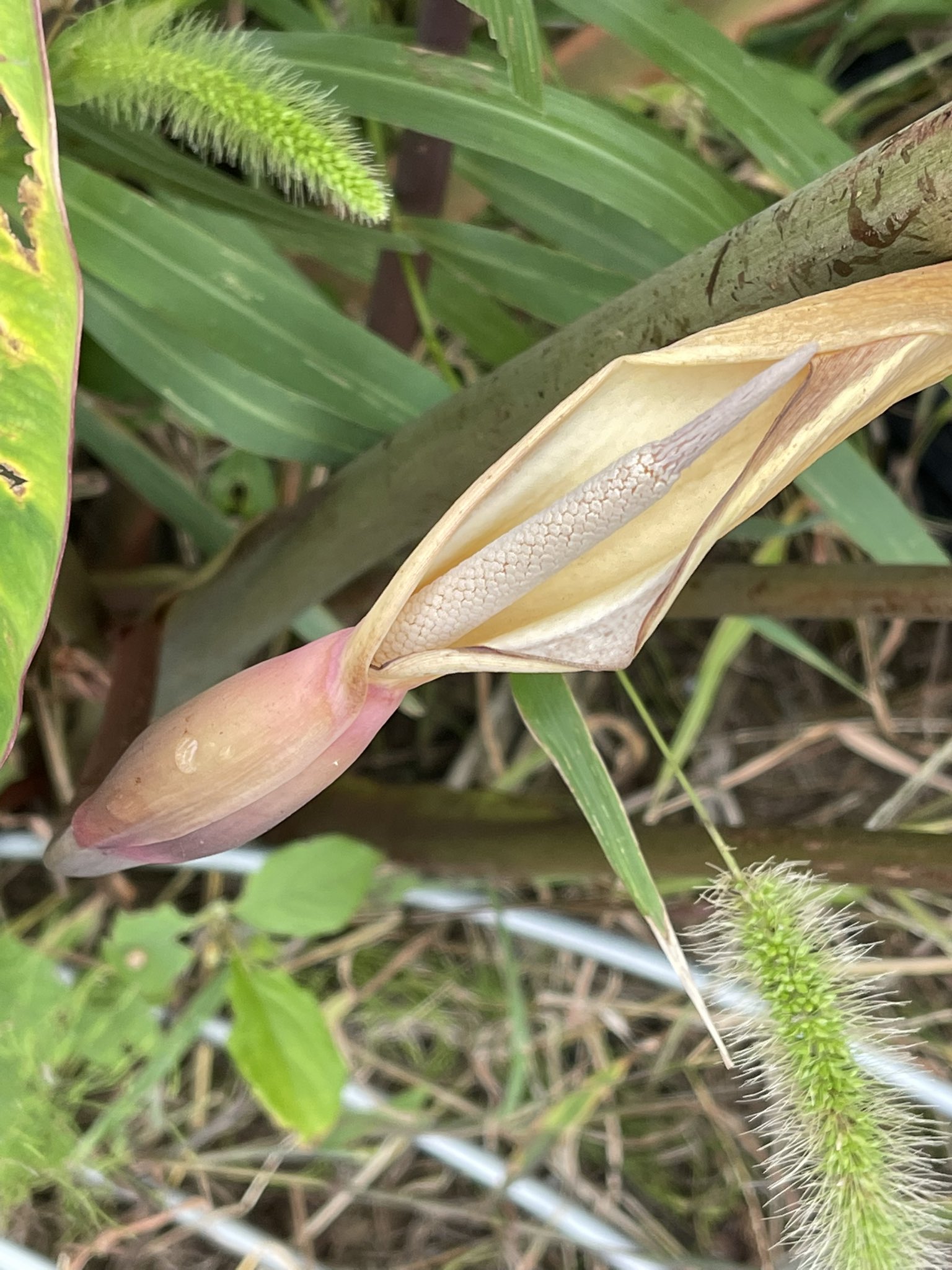 アリンコ サトイモ の花を見つけました 花言葉は 繁栄 愛のきらめき 無垢の喜び 昔から子孫繁栄の象徴としても知られていて繁栄という言葉は親芋に子芋や孫芋など多くの里芋が出来ることに由来するそうです 今朝の花散歩 T Co 9evjbwlbpx
