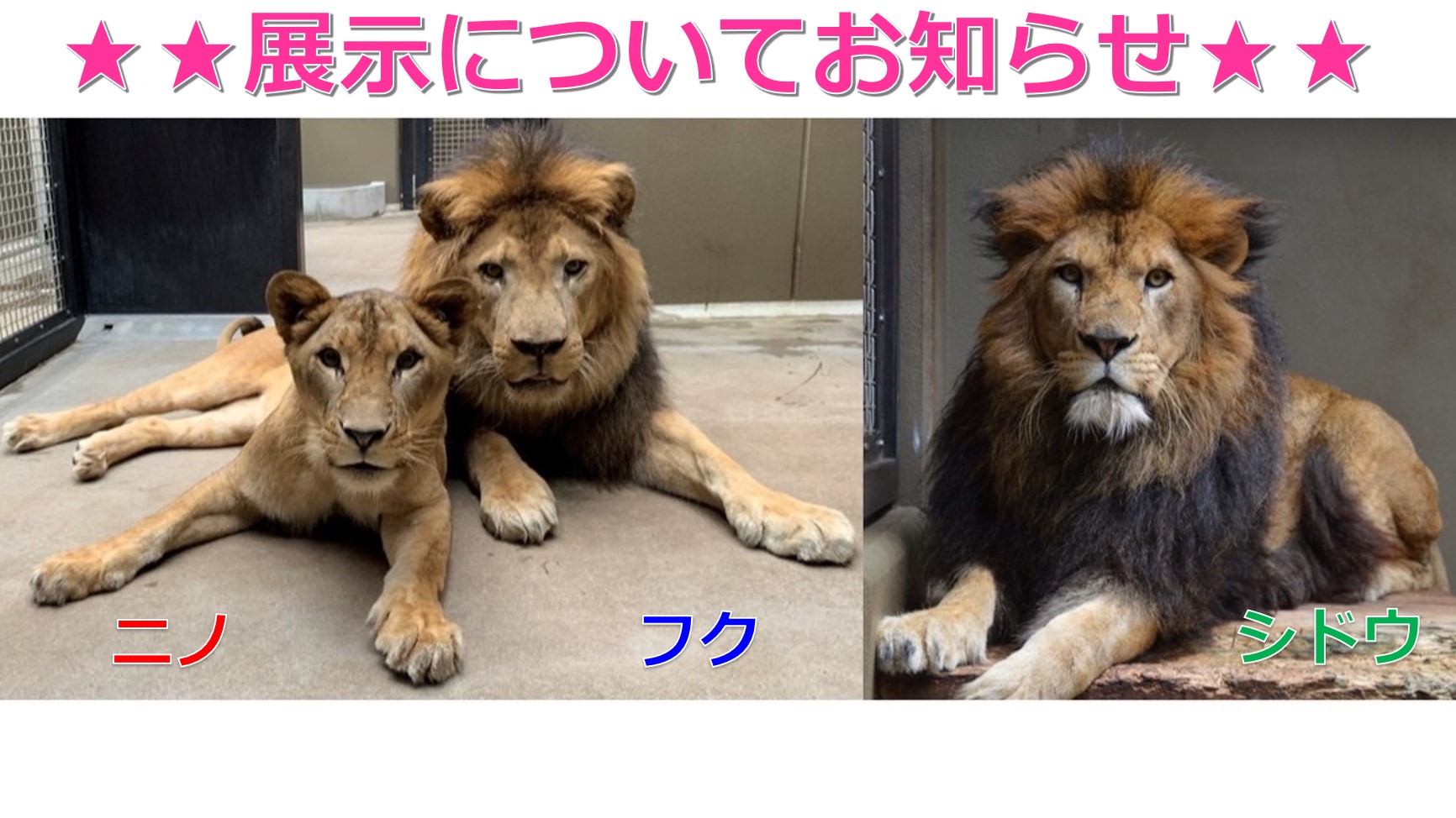 しげぞうライオン 公式】横浜市立よこはま動物園 ズーラシア on X: 
