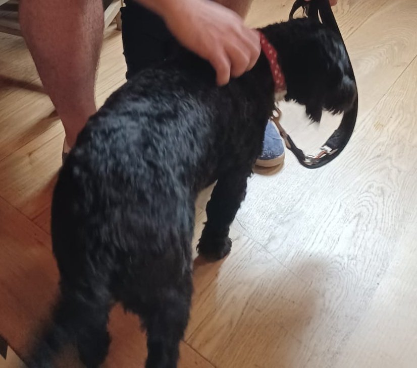 BTFCUnofficial's tweet photo. Missing dog in #Billericay.
Molly, a Springerpoo, ran away around 3pm from the football club, may have been seen around 8pm in the High Street.

Please let me know if you've seen here. https://t.co/1Nq0UxL5F7