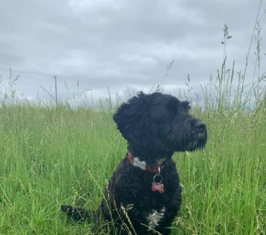 BTFCUnofficial's tweet photo. Missing dog in #Billericay.
Molly, a Springerpoo, ran away around 3pm from the football club, may have been seen around 8pm in the High Street.

Please let me know if you've seen here. https://t.co/1Nq0UxL5F7