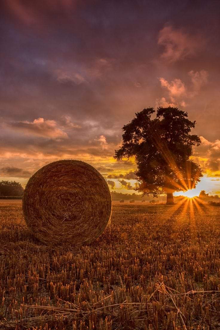 Поле со стогами. Стога сена на рассвете. Скирда сноп. Поле с сеном. Стога на закате.