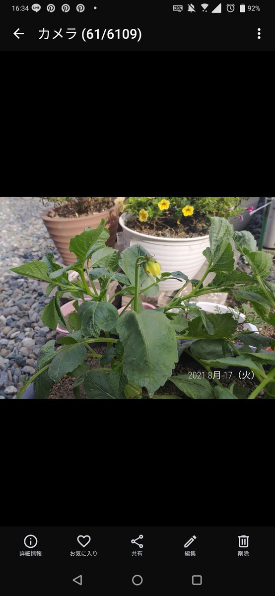 こ け 北海道 ダリア 種から栽培記録 4つ5つと 一気に咲いたダリア やっぱ9月頭頃なんだな 夏の終わりと秋の入り口のイメージだったから あってた 一つの袋で 白だけではなく赤系のも咲くとはびっくらこいた ガーデニング こ け 北海道 ダリア 種から栽培記録 4つ5つと 一気に咲いたダリア やっぱ9月頭頃なんだな 夏の終わりと秋の入り口のイメージだったから あってた 一つの袋で 白だけではなく赤系のも咲くとはびっくらこいた ガーデニング