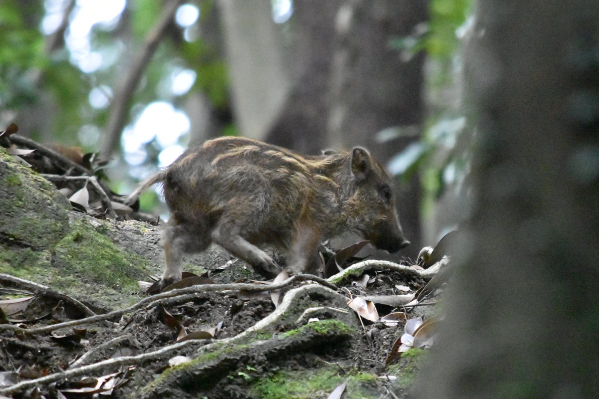 イノシシ Twitter Search