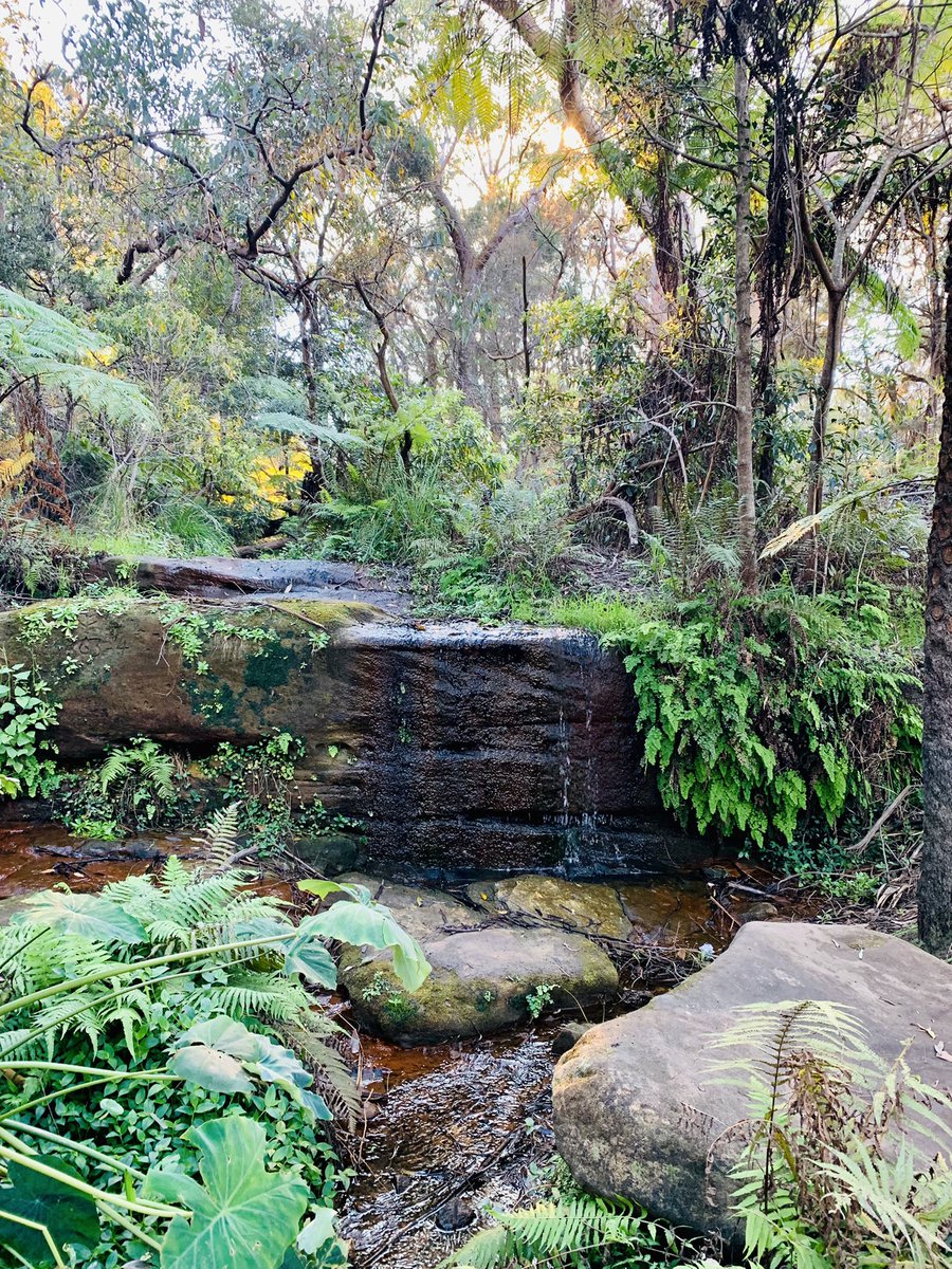 InbetweenJCW's tweet photo. #weekendvibes #lockdownexcise #Manlydam #northenbeach #bushwalks
Back to nature. Healing. https://t.co/mQimmVWUYO