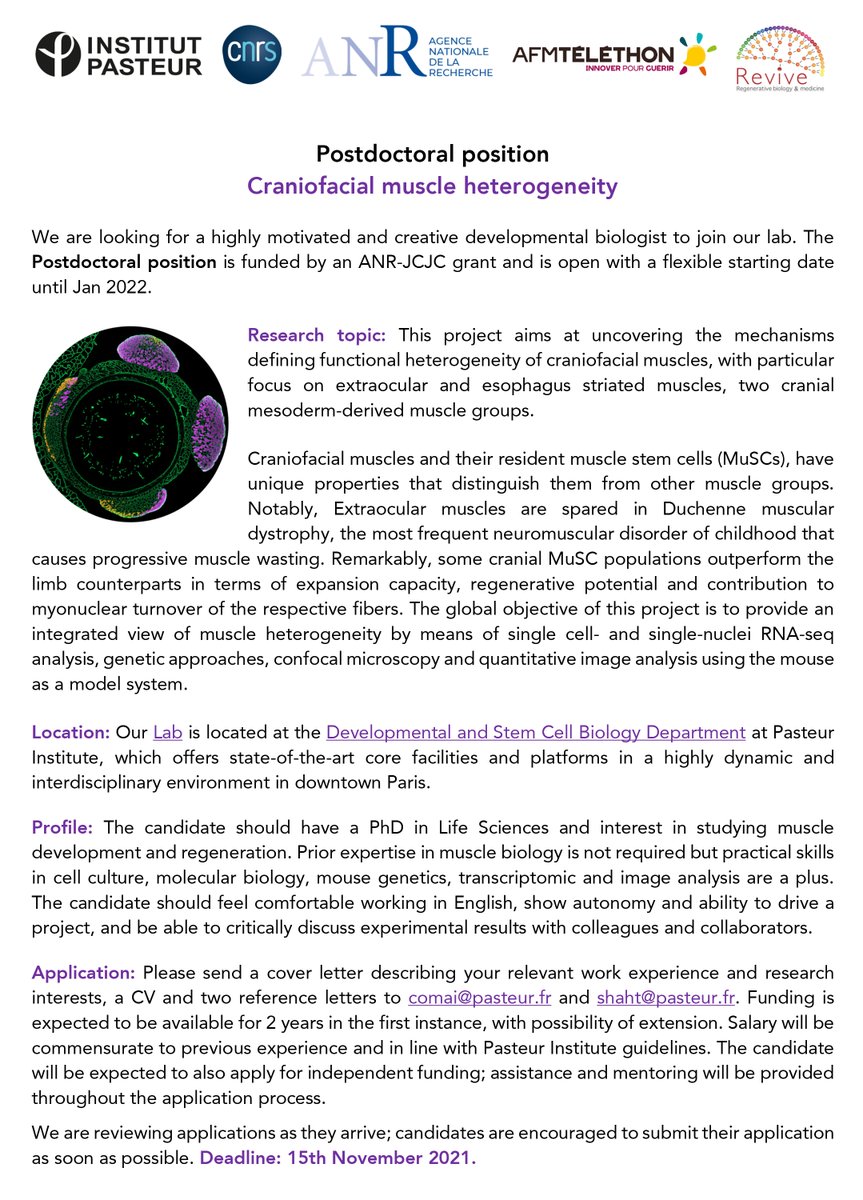 comai_g's tweet image. 📢 We are looking for a #postdoc to join my project on craniofacial muscle biology @institutpasteur @LabTajbakhsh in 2022 (thanks to @AgenceRecherche JCJC-funding) 🐭🔬💪
Please RT