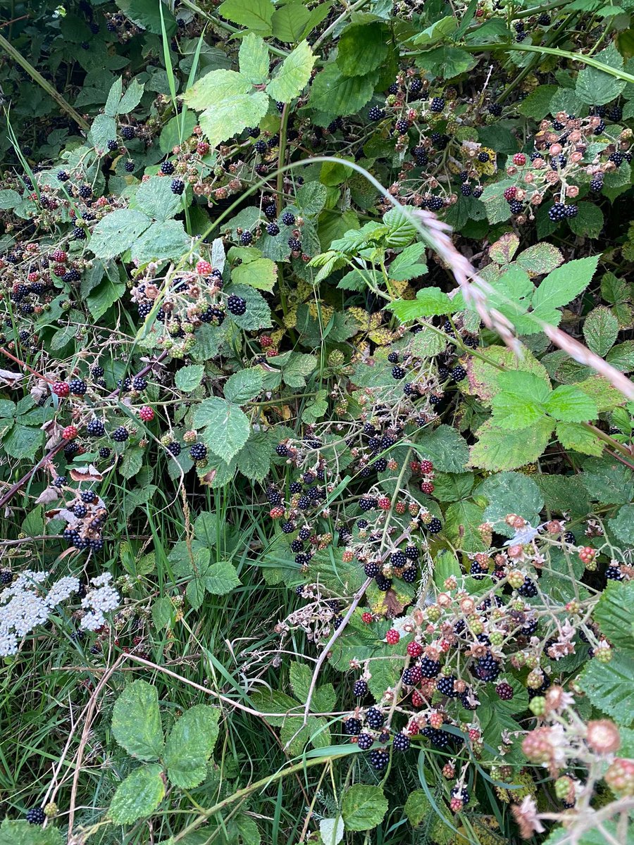 DigitalMgr's tweet image. We are incorporating blackberries foraging in our long walks! 5yo loves it. Jam was a hit but not many takers for blackberry juice #activelife #foraging #summer