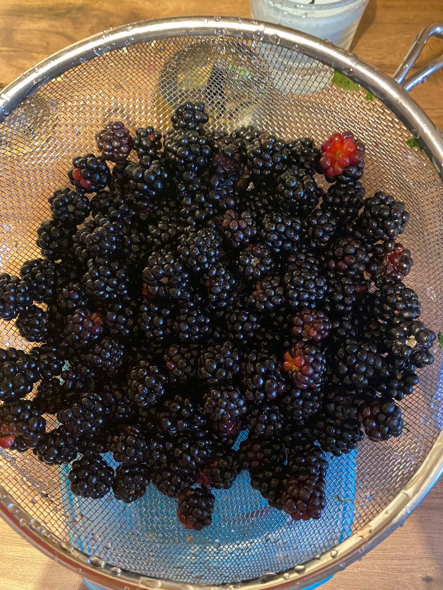 DigitalMgr's tweet image. We are incorporating blackberries foraging in our long walks! 5yo loves it. Jam was a hit but not many takers for blackberry juice #activelife #foraging #summer