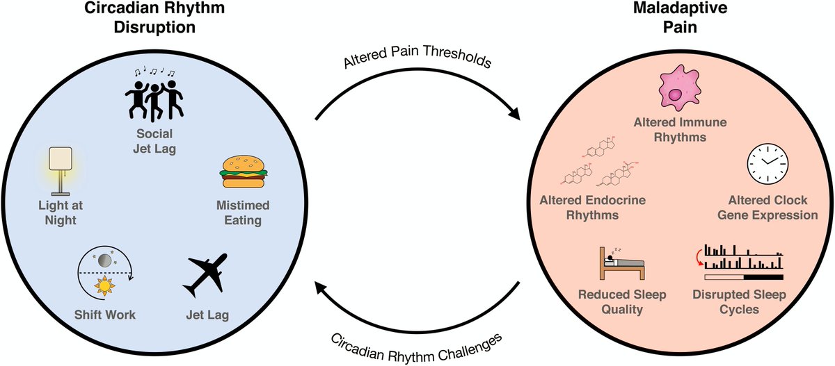 Circadian rhythms and pain

🔓🕐🕑🕚🕛

sciencedirect.com/science/articl…