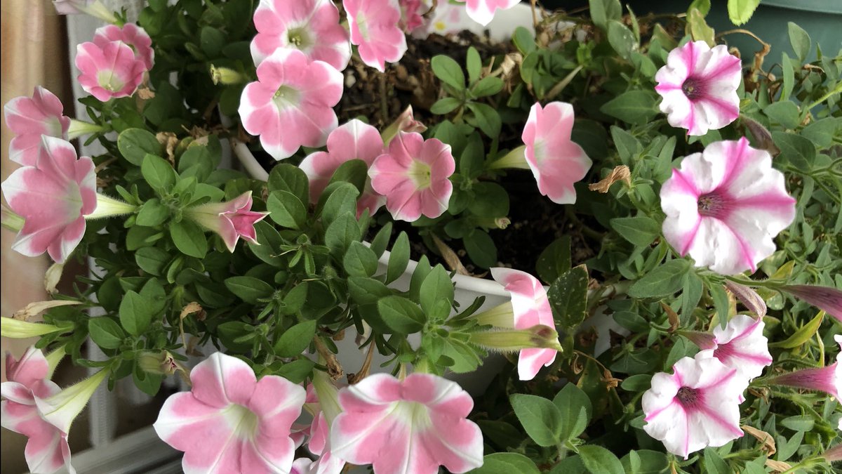 Tae 今日はゆっくりお花を見てます サフィニアやガザニアの花はパッと開くと思わずにっこりする サフィニアの花言葉 は咲きたての笑顔 ガザニアの花言葉は笑顔で答える また 1年笑顔を大切に過ごしたいと思います