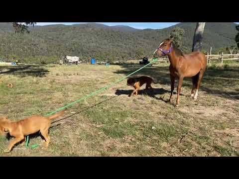 ThaCuratorr's tweet photo. https://t.co/zUg4Jitk4s

This puppy walked a horse on a scenic trail. The dog held the horse's leash in its mouth and walked in front of the horse to pull them forward with it. #adorabledog #funny #dogwalk #horsewalk #walk #ridehorse

https://t.co/lbNXTdf57X https://t.co/ZOGul8HAPA