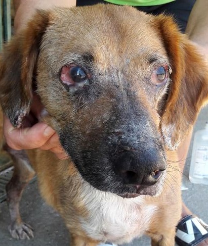 SosAbuelos1's tweet photo. UNA IMAGEN VALE MÁS QUE MIL PALABRAS 🤬
QUE TE HAN HECHO PEQUEÑO?
#JACK- #ORENSE
La primera foto es de cuando estaba en la prote.. pero hace dos años se fue adoptado y la segunda es de como lo hemos recogido..
Intentaremos salvarlo,  si se salva ya nunca será el mismo

637465364 https://t.co/IUK7qzvrQi