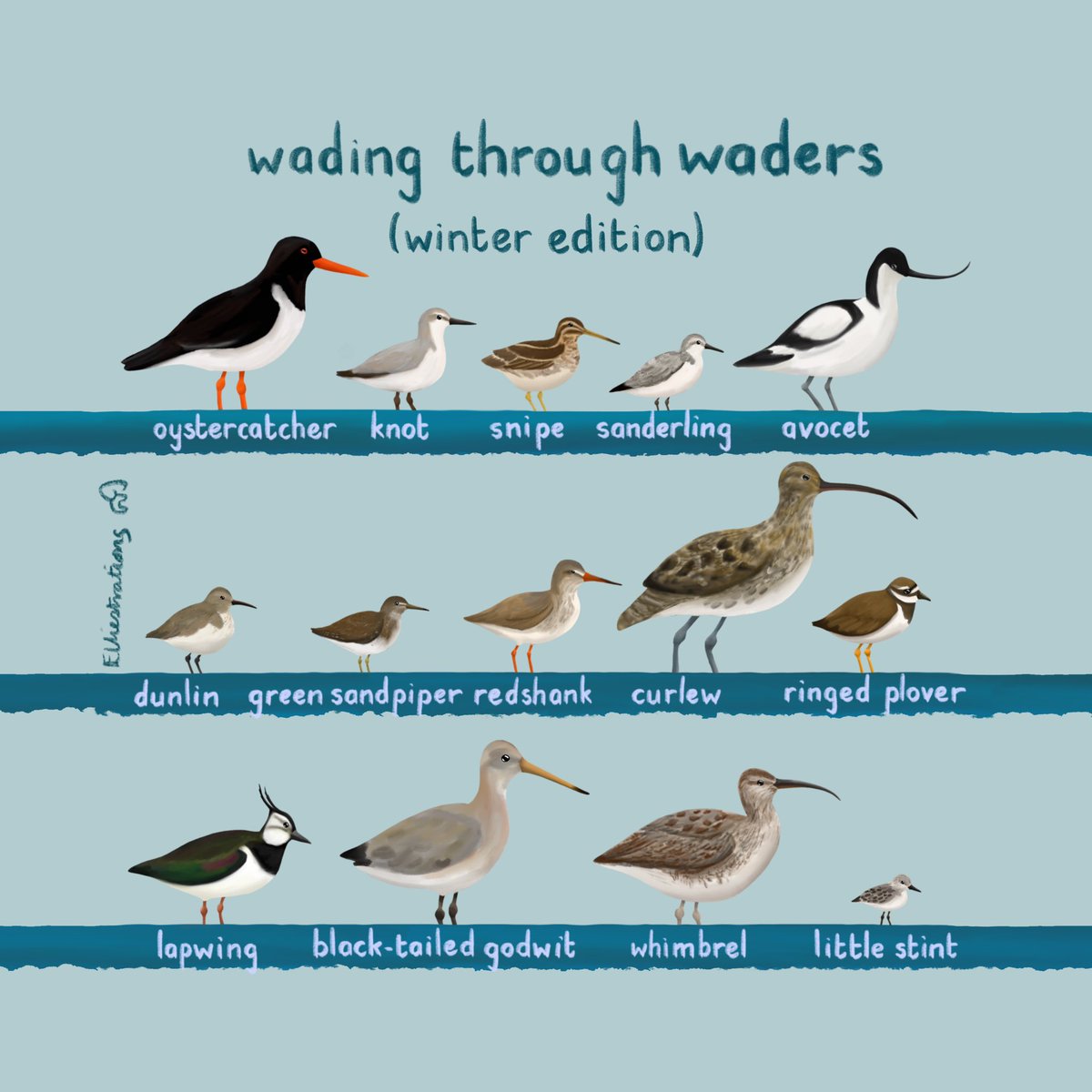 I gave my waders guide a bit of a winter makeover, now that the odd bit of winter plumage is starting to creep in… 
#winteriscoming #waders #birds #getbirding