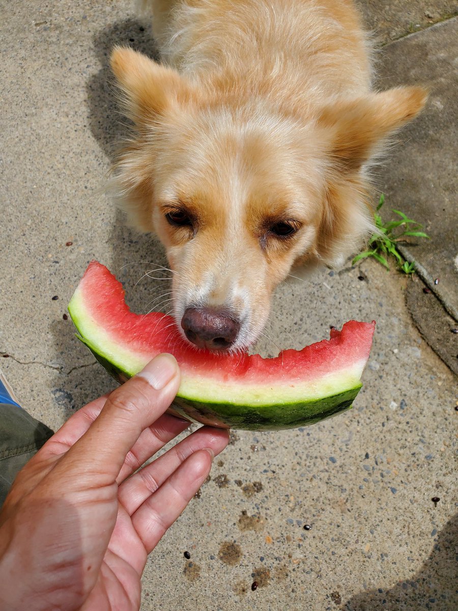 シュウ 脱サラ生活 على تويتر 知らんかった うちの犬だけなのか分かりませんが スイカ好き 特にスイカの種が大好物 種だけでも勢いよく食べ てしまう 調べてみたら スイカの種にはビタミンb6 ビタミンc マグネシウムやカルシウムが含まれていて 種をお菓子