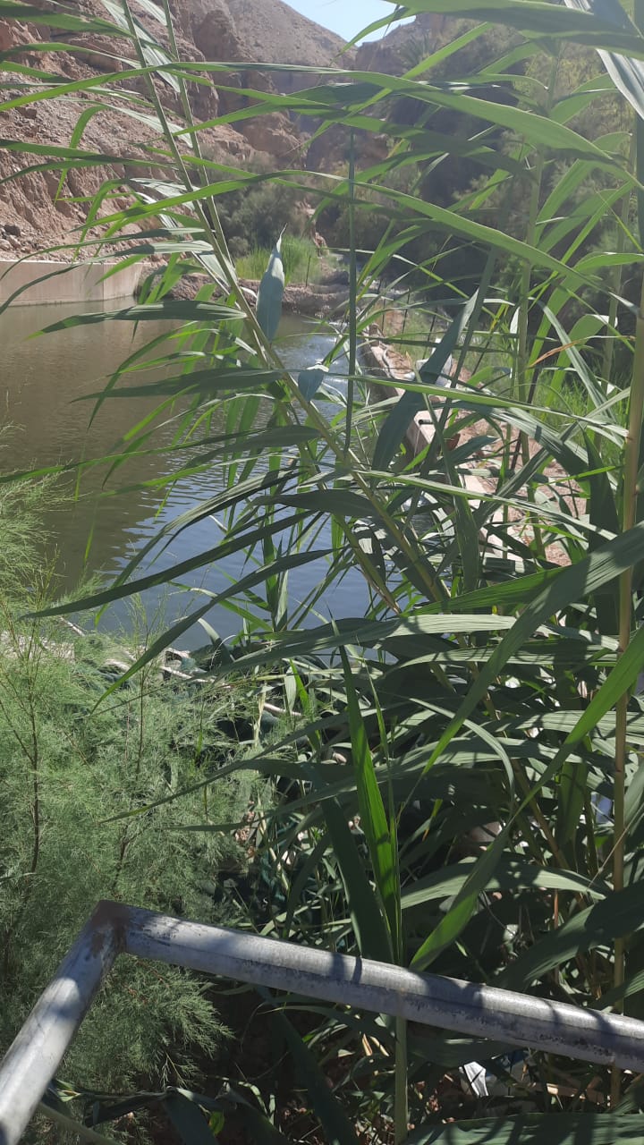 الصورة