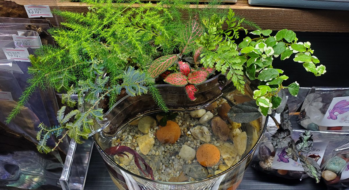ヒロセペット谷津本店 على تويتر 商品紹介 ベタアクアテリア 観葉植物 と ベタ 同時飼育できます 電源不要なので置き場所自由です 水換え 月1 2回ほどで ヒロセペット谷津 熱帯魚 淡水 アクアリウム 植物 T ヒロセペット谷津本店 على تويتر 商品紹介 ベタアクアテリア 観葉植物 と ベタ 同時飼育できます 電源不要なので置き場所自由です 水換え 月1 2回ほどで ヒロセペット谷津 熱帯魚 淡水 アクアリウム 植物 T