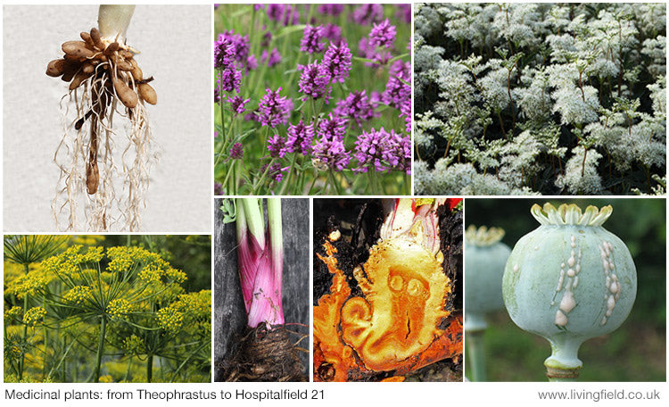 LField2020's tweet image. Thanks to all @Hospitalfield the for invitation and welcome to yesterday’s Beer &amp;amp; Berries Festival …. and also to Theophrastus, Dioscorides, Hildegard, von Linne and Grannie for their contributions over the years.