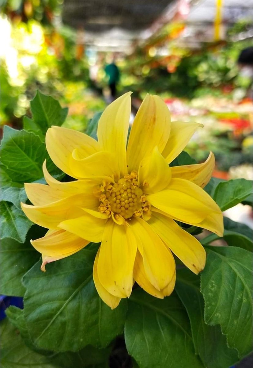 sha_m292411's tweet image. Your smile is contagious, never stop smiling😊🌻🌻🌻
