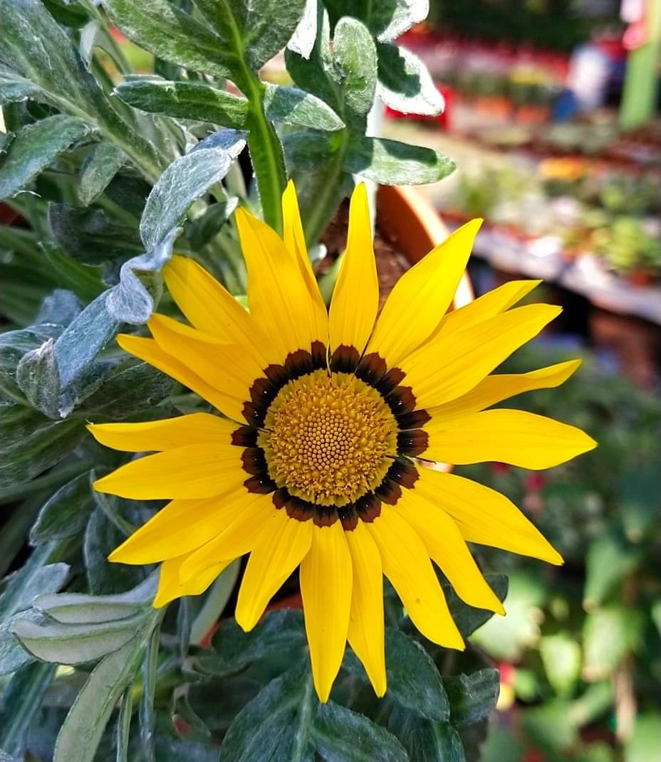 sha_m292411's tweet image. Your smile is contagious, never stop smiling😊🌻🌻🌻