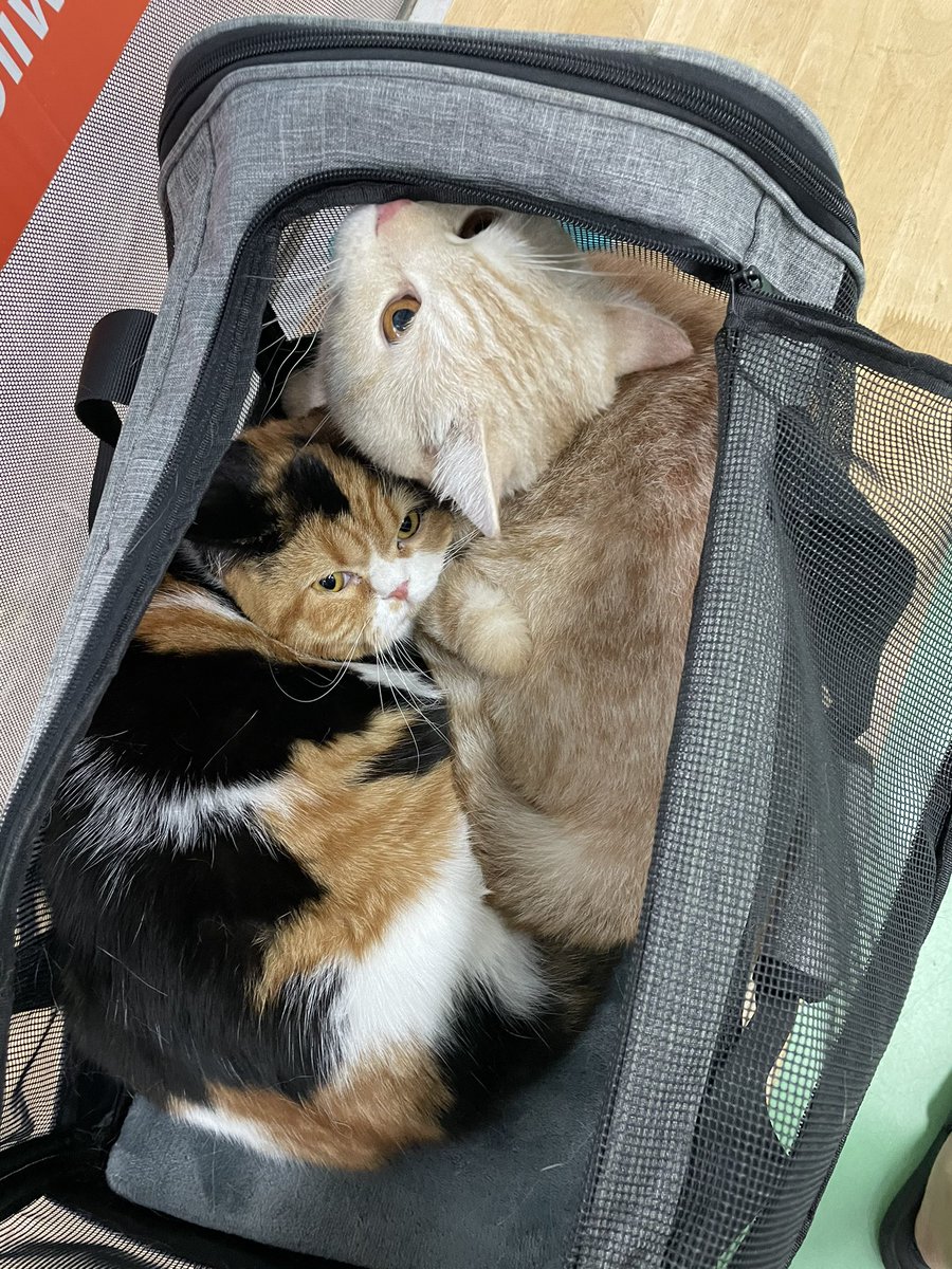 ทำไมต้องพาหนูออกมาพร้อมมัน!!!