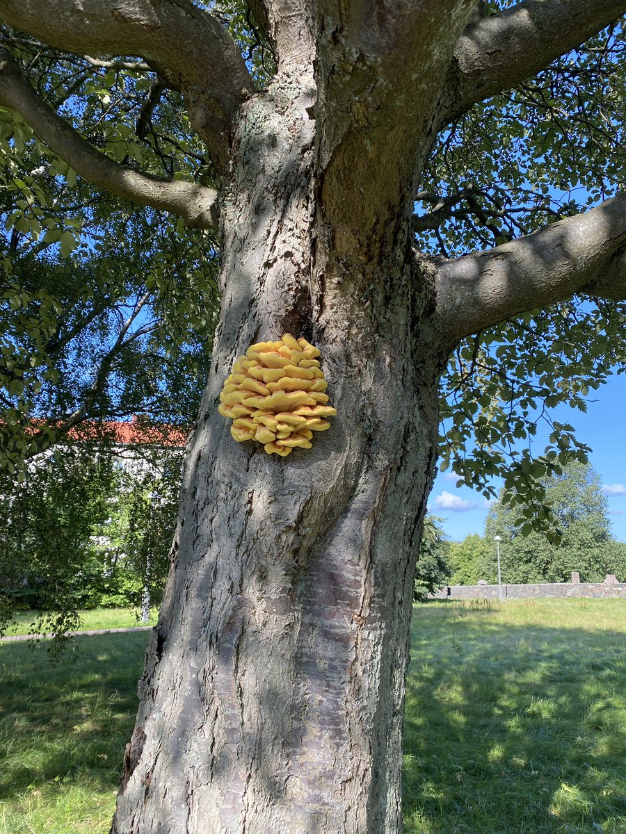 Henrik Wannheden Henriok Twitter