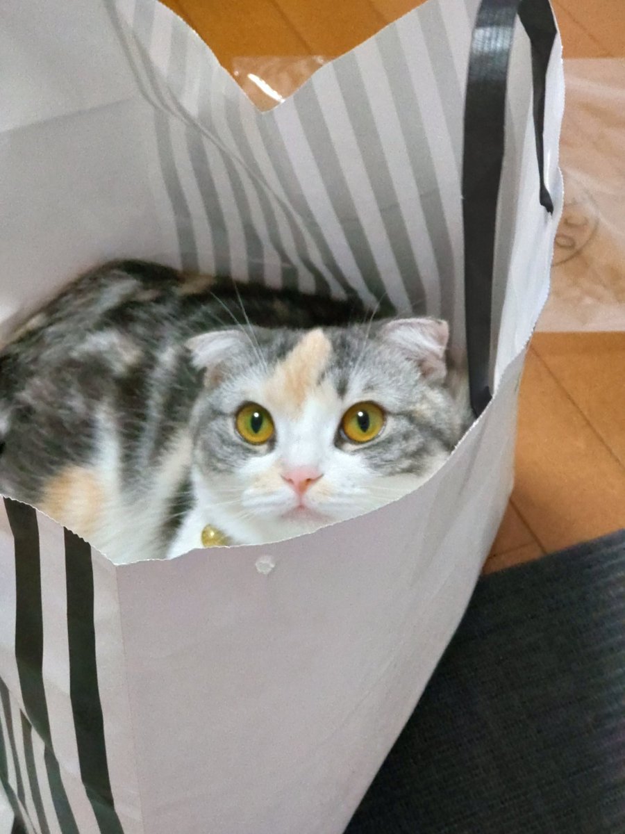 ide34629vv's tweet photo. 紙袋がカサカサと…ふぅさんくつろいでますねー🐈
＃猫
#猫好きさんとつながりたい 
#スコティッシュフォールド https://t.co/Vwmuhbbrmv