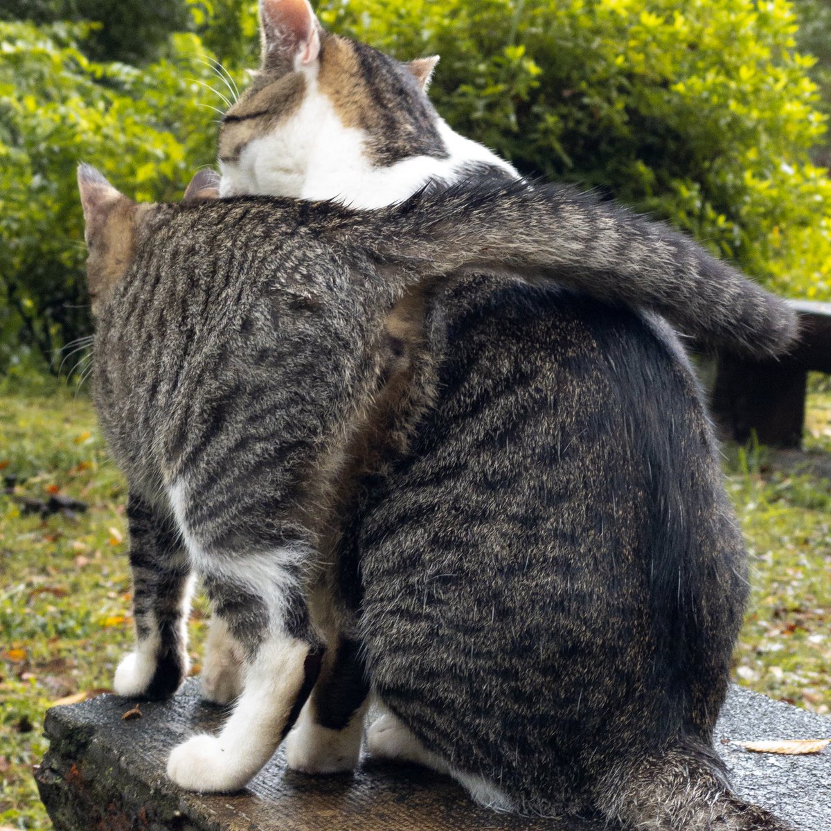 emusuke_m's tweet photo. あらら。写真を忘れてたっ。。

（ママちゃんに、しっぽでクルッと甘えるライアン。　あ、ライアンからみたらおばあちゃんか。）
　
#emusuke #公園 #お散歩
#ネコ #ねこ #猫 #neko
#cat #kitty https://t.co/DfoVusuGwt