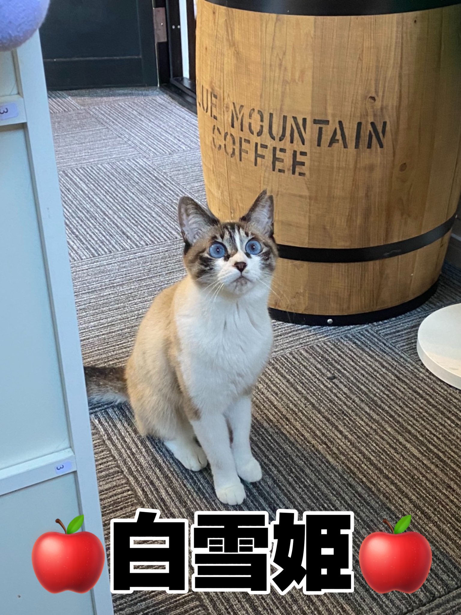 猫カフェ ねこひげ 郡山 とっても人懐っこい姫 お客さんから人間なら 北川景子 だと言われます T Co 3p9c4ujddr Twitter