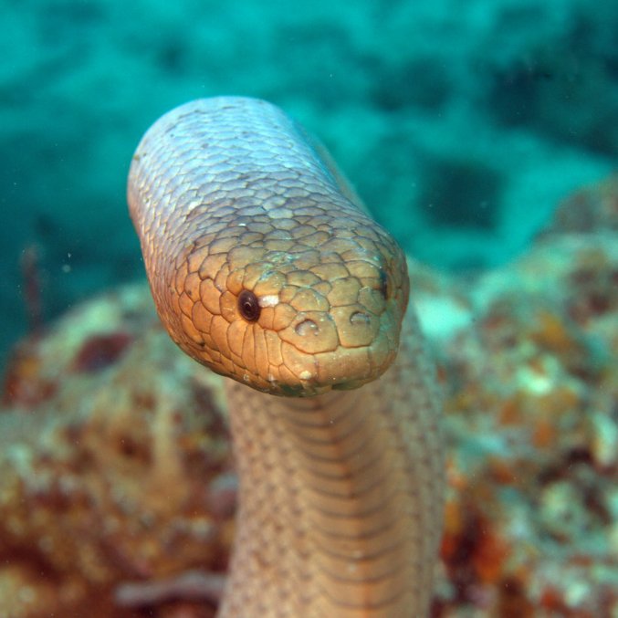 A brown snake in the water looking offscreen