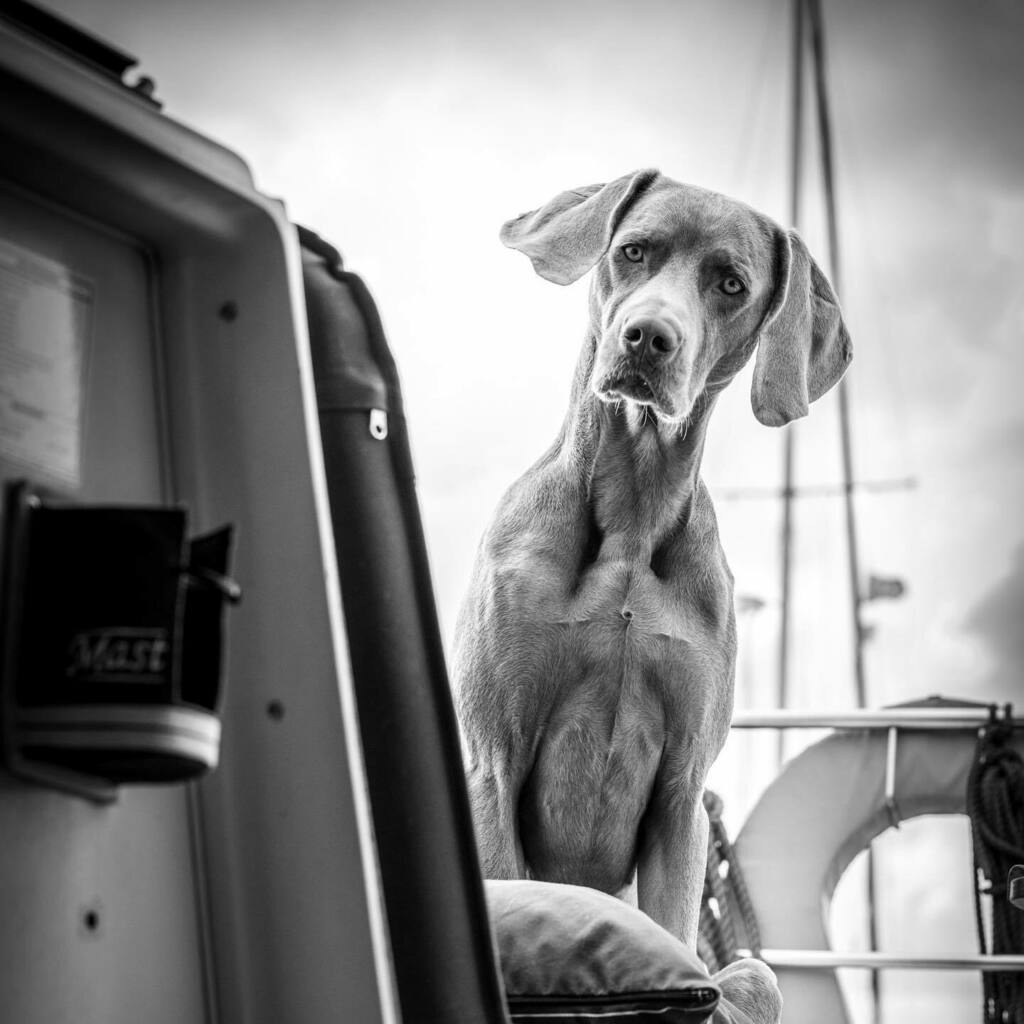 rickwildeman's tweet photo. Say what? #snoepdogg #weimaraner #dogsofinstagram #traildog #weimsofinstagram #greyghost #cute #willemnatneus https://t.co/JJRSRtiajW https://t.co/xFpVfb8LBe