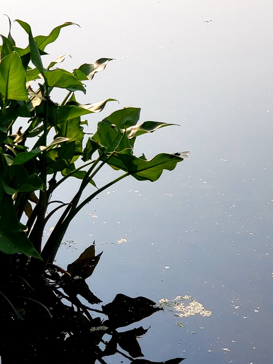 Michael Barone tweet media