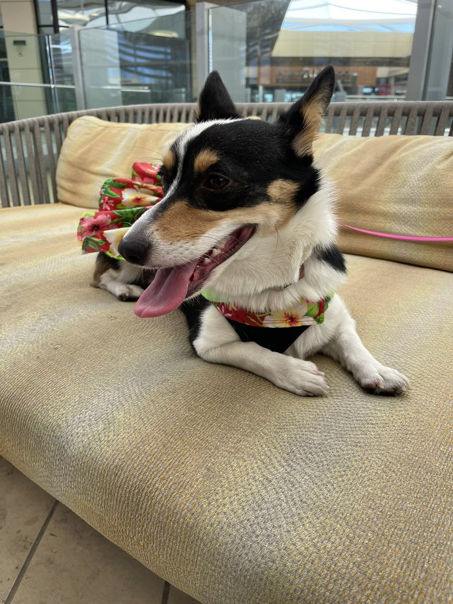 rinthecorgi's tweet photo. Oh just making sure the humans stay off the couch 🐶

#puppy #pembroke #corgicrew #teamcorgi #corgi #photogenic #vegas #lasvegas #aloha #cute #cutie #mood #dogsofdts #downtownsummerlin #summerlin https://t.co/hXLeaX0Bok