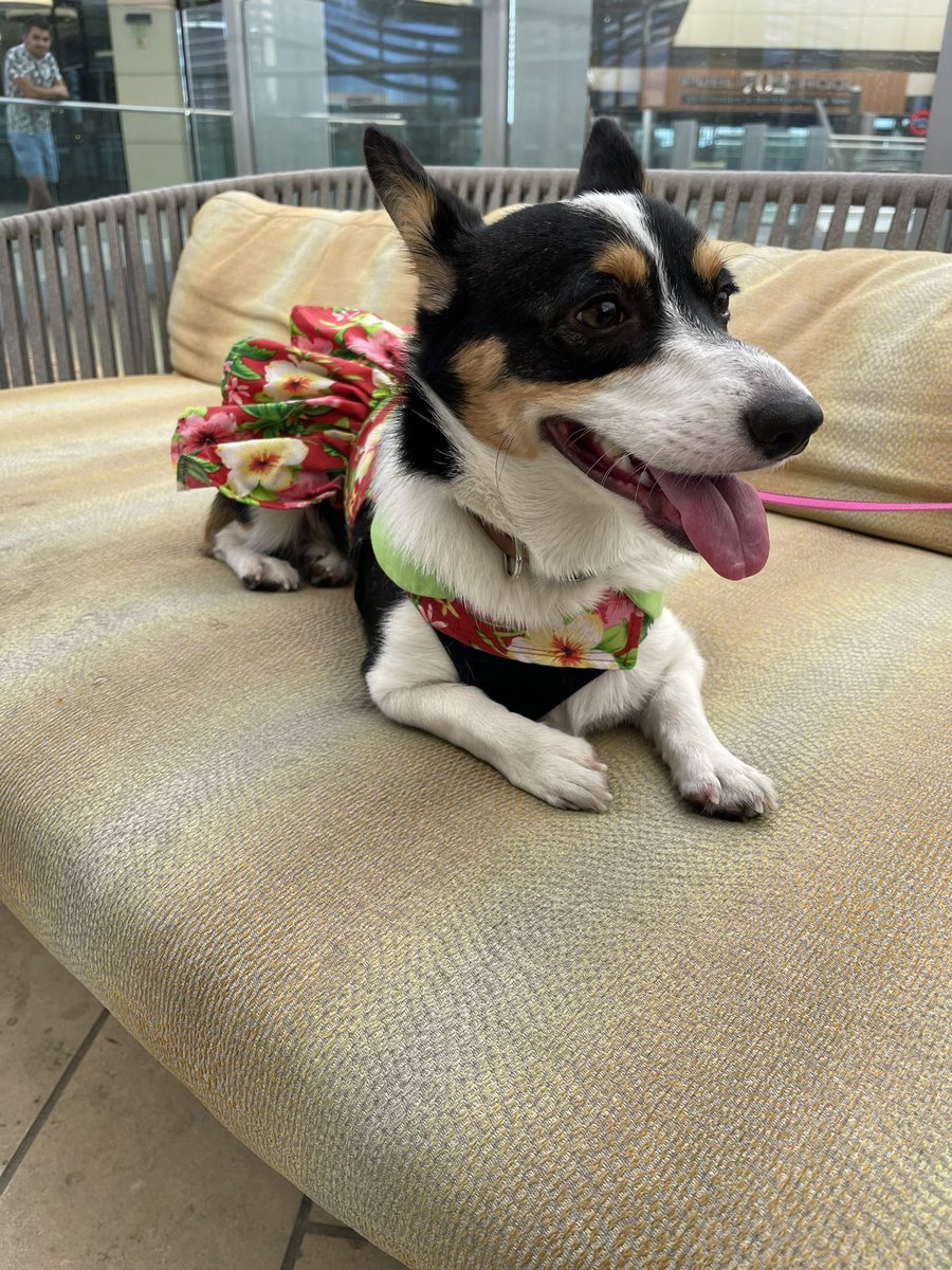 rinthecorgi's tweet photo. Oh just making sure the humans stay off the couch 🐶

#puppy #pembroke #corgicrew #teamcorgi #corgi #photogenic #vegas #lasvegas #aloha #cute #cutie #mood #dogsofdts #downtownsummerlin #summerlin https://t.co/hXLeaX0Bok
