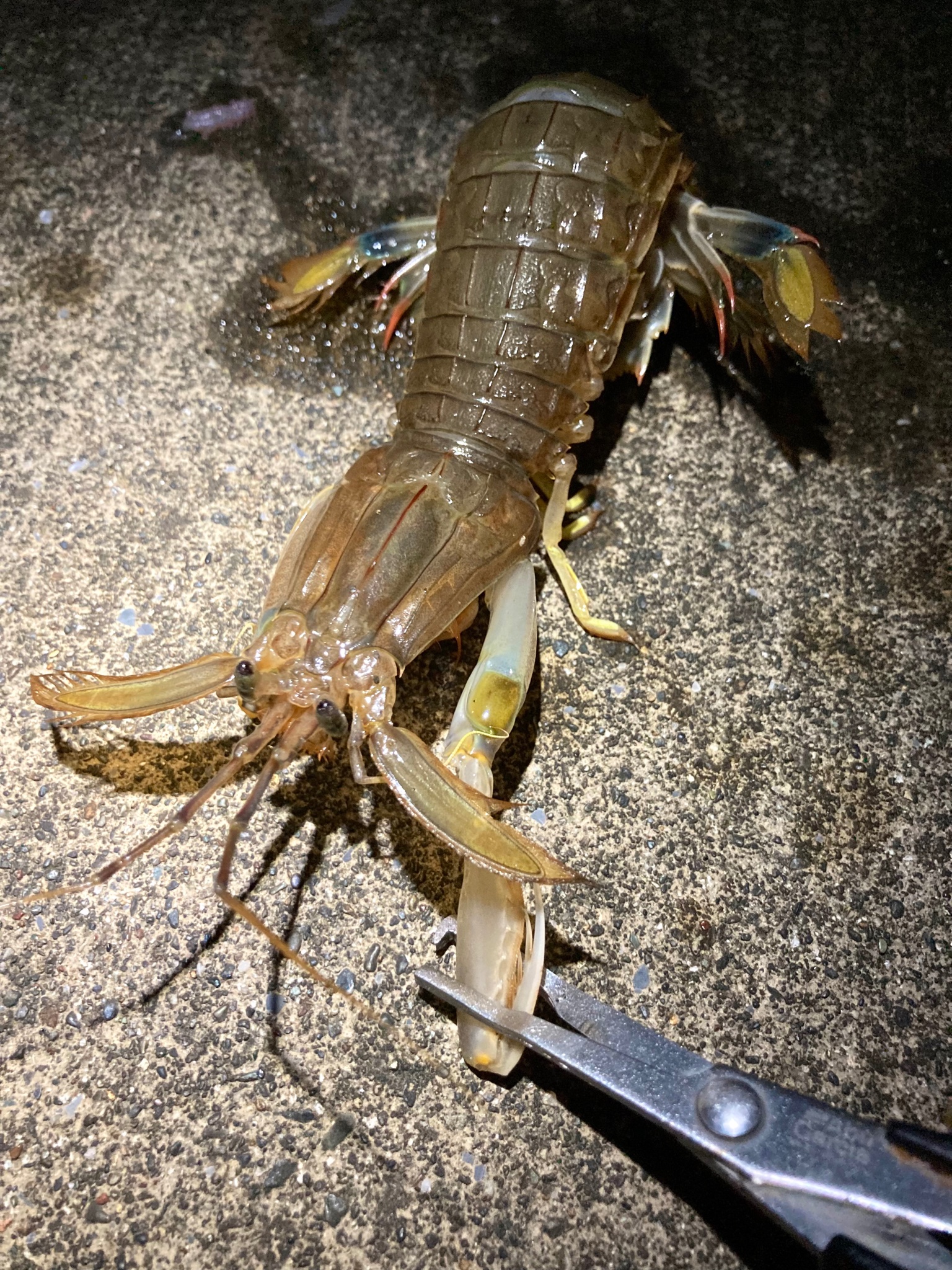 東北で海釣り 全国で海釣り集会所 シャコ釣れたけど岩手沿岸の ほぼ 全域に設定されている第一種共同漁業権によりお持ち帰りできないのでリリース 大好きなマアナゴも小さくて無念のリリース なんか大発生中の餌取りチャリコも全部リリース