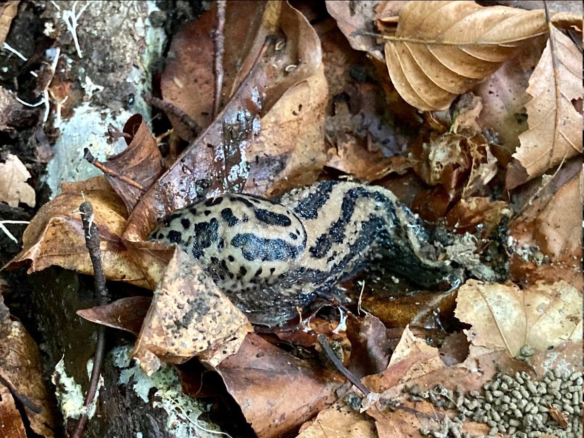RiaRunning's tweet photo. 15.08.2021 Sunday 🔍

A small solo adventure around my hometown. Searching for Geocaches often guides me to unknown places that are worth visiting. 💙 And while searching for the Cache I find interesting things. Like striped snails! 🐌

#geocaching https://t.co/CKXjXomL7T
