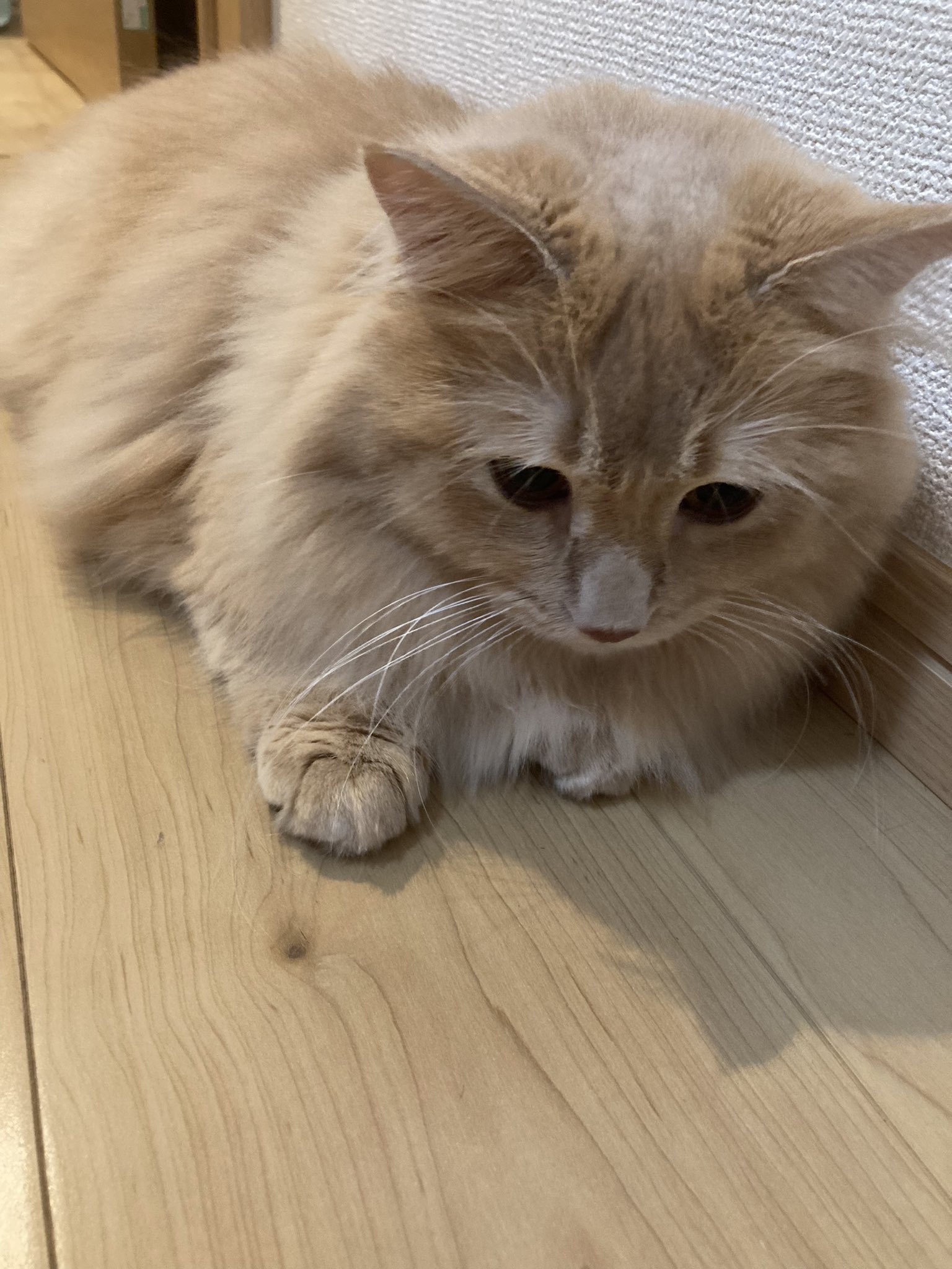 もかち こんばんは 今日も 忙しかった 休みの方が忙しい もかち もふもふ Youtube Mocaチャンネル 可愛い 癒し系もかち いっぱいです 猫 もかち モカちゃん 短足マンチカン マンチカン もふもふ 癒し モフ猫 猫のいる