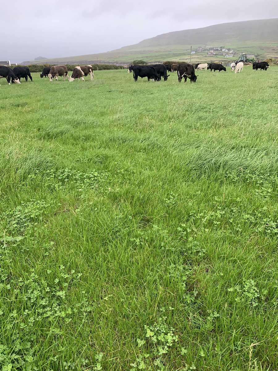 wonder do they have the same #grasstobeef in Brazil 🤔🤔