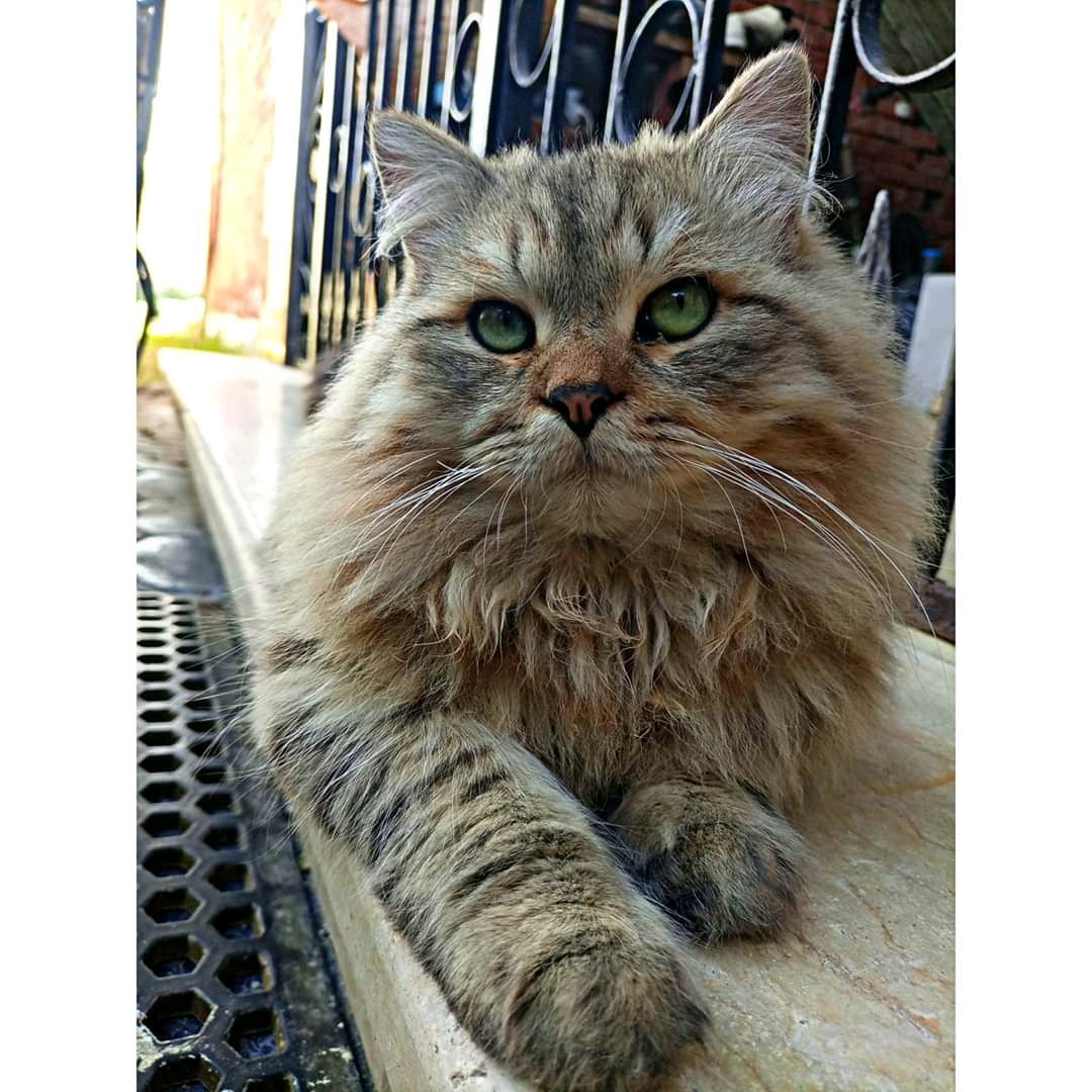 GebrilHassan1's tweet photo. انا وانا مستني ترند #TikTok  وال #الصبارة_الراقصة يخلص نركز بقا للترند اللي بعده علي سميه الخشاب واحمد سعد https://t.co/gJtsROQzyA