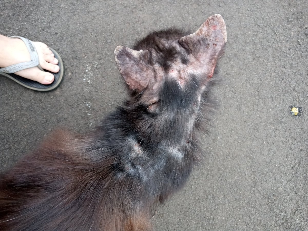 gyuluxurious's tweet photo. Bantu RT-nya dong gais :')

Di komplek rumah aku ada kucing yg kayaknya ditinggal pemiliknya. Ini aku pas pindah rumah dia udah jadi stray. Awalnya sehat + bersih cuma pas awal bulan ini dia mulai sakit gini. Aku kira ibu2 yg melihara kucing di blok sebelah yg ngerawat - https://t.co/4YeJr7YR7G