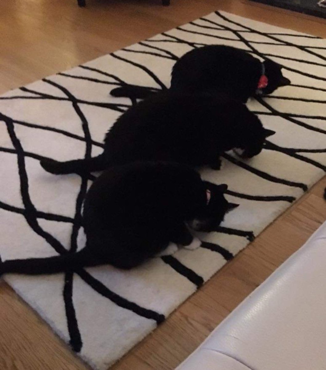 may_gilchrist's tweet image. I&apos;m sure these three are practicing Muslims sitting on their prayer rug.. I brought them up as protestants! #strangebehaviour 🙄