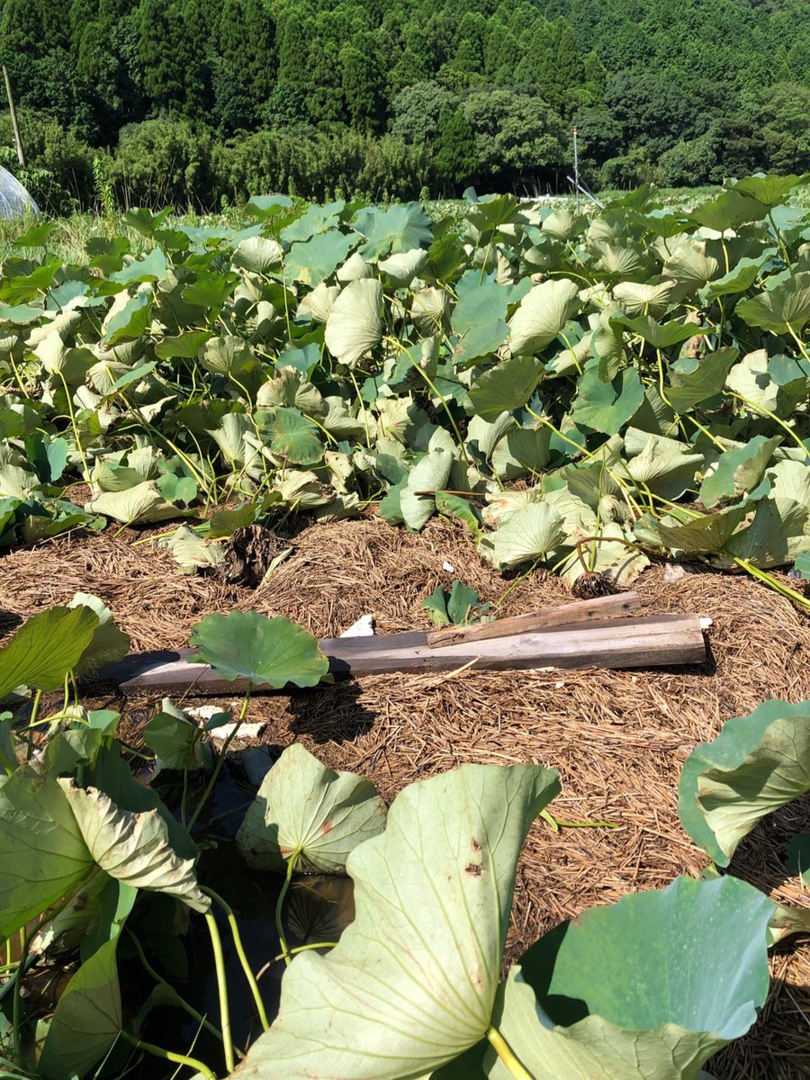 agri0607's tweet image. 写真もぜひ。

一次産業の現場では、本当に苦しんで耐え抜いている方がたくさんいます。高浜ロータスガーデンさんの他にも、被災した生産者さんをまとめています。
tabechoku.com/groups/868

応援チケットまたは元のツイートのRT、お願いします。
#農家漁師からのSOS #拡散希望