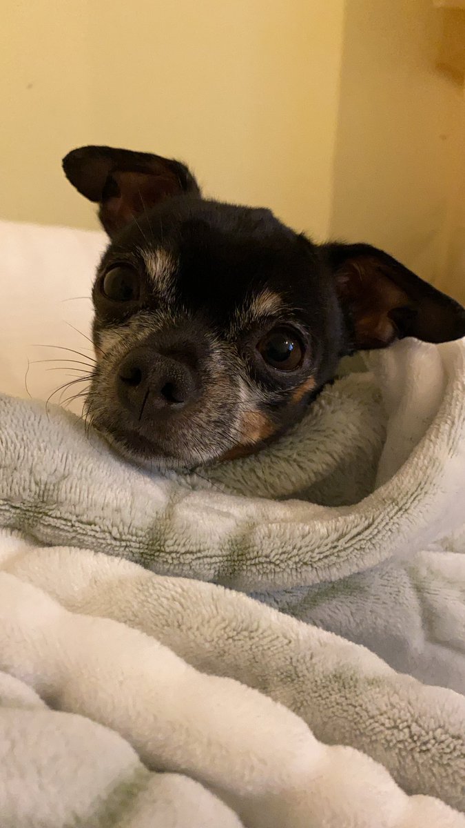 The <a href="/CDCgov/">CDC</a> changed regulations while on vacation in <a href="/GoDomRep/">Dominican Republic</a> and now they are taking forever to give permit, though we have all <a href="/USDA/">Dept. of Agriculture</a> permits for traveling with pet. <a href="/CoryBooker/">Cory Booker</a> <a href="/Trevornoah/">Trevor Noah</a> <a href="/StephenAtHome/">Stephen Colbert</a> <a href="/SenatorMenendez/">Senator Bob Menendez</a>