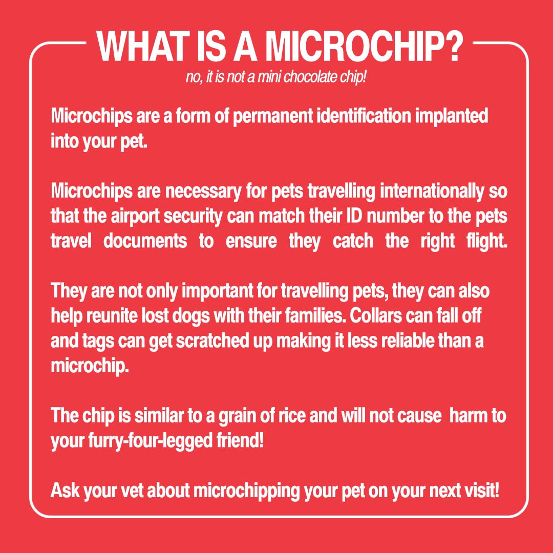 IT’S HIP TO MICROCHIP! 🍪
Swipe ➡️ to read about why you should microchip your pets.

#moveone #pettransport #moving #transfur #relocations #homerelocations #globalmobility #catsofinstagram #microchip #dontforget #chipped #doit #petsofinstagram