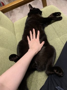 寝ている黒猫ちゃんに手を置くと くっきりついた手形に モフモフな証拠 なんてかわいいの と反響 ねとらぼ