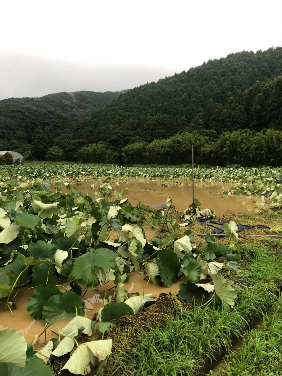 agri0607's tweet image. 写真もぜひ。

一次産業の現場では、本当に苦しんで耐え抜いている方がたくさんいます。高浜ロータスガーデンさんの他にも、被災した生産者さんをまとめています。
tabechoku.com/groups/868

応援チケットまたは元のツイートのRT、お願いします。
#農家漁師からのSOS #拡散希望
