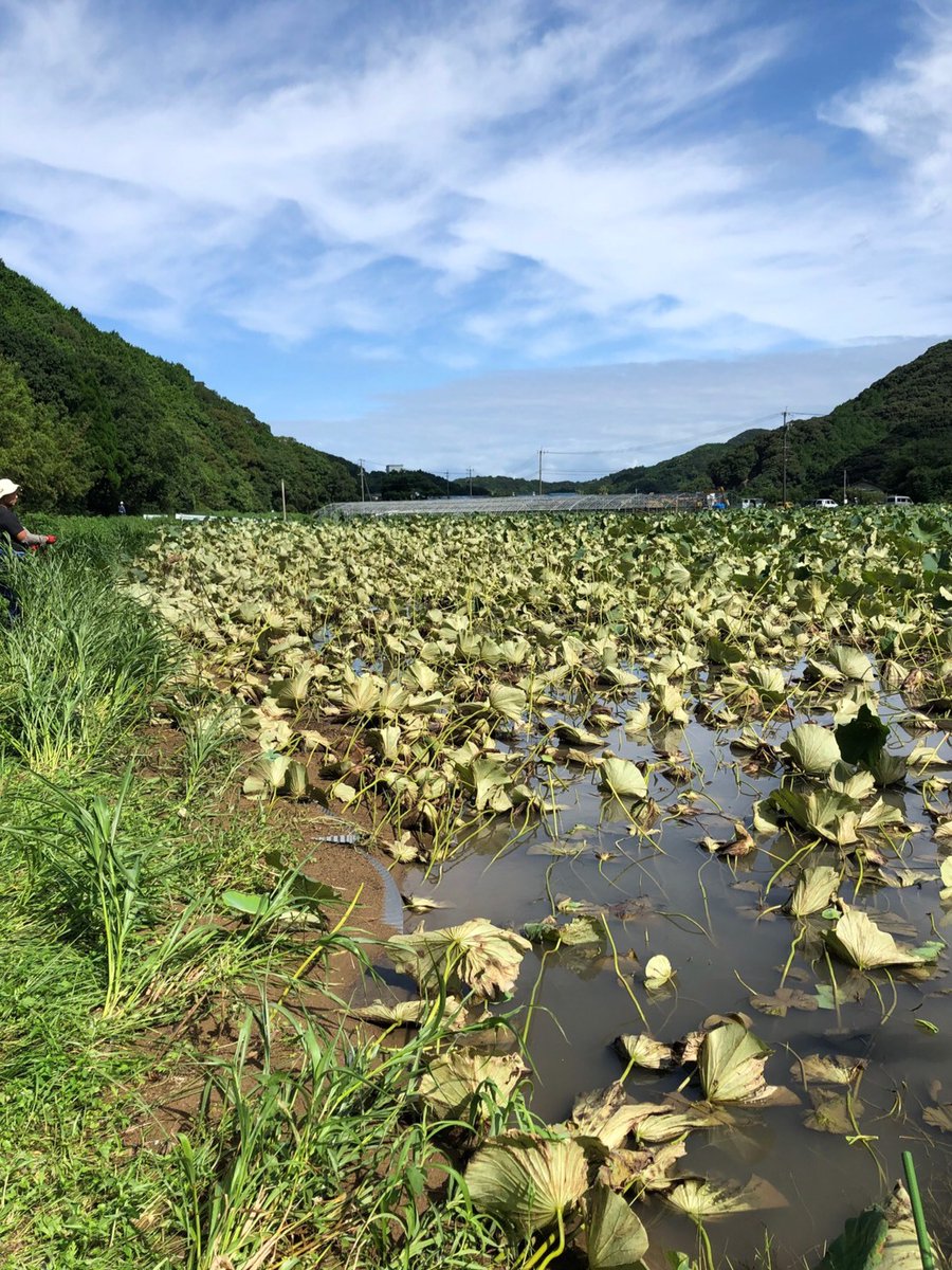 agri0607's tweet image. 写真もぜひ。

一次産業の現場では、本当に苦しんで耐え抜いている方がたくさんいます。高浜ロータスガーデンさんの他にも、被災した生産者さんをまとめています。
tabechoku.com/groups/868

応援チケットまたは元のツイートのRT、お願いします。
#農家漁師からのSOS #拡散希望