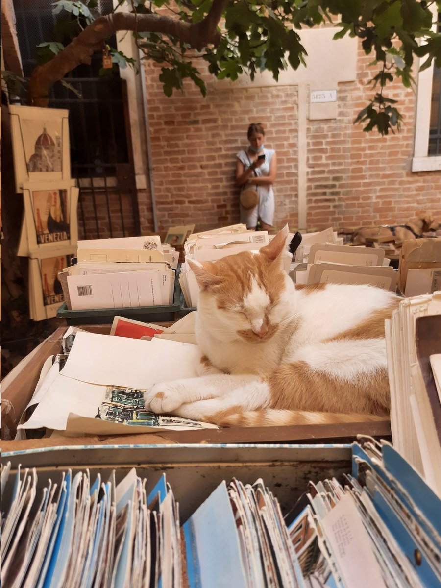 sasha2deep's tweet photo. @cosmicsolace bookstore cat in Venice https://t.co/82WbJk6JBM