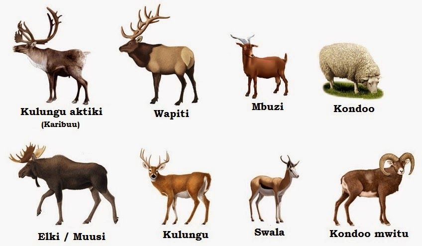 Upendo2020's tweet photo. @Rodrigo88192003 Elk, pia wanajulikana kama wapiti, ni moja ya spishi kubwa zaidi ndani ya familia ya kulungu, Cervidae, na mojawapo ya mamalia wakubwa zaidi duniani katika Amerika ya Kaskazini, na Asia ya Kati na Mashariki. https://t.co/c563lBOPQt