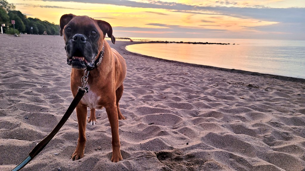 Woke the kid by 5 AM to catch the #sunrise at The Beaches. It was a tad cloudy but still, it was a gorgeous show. Good morning! 🌅 #discoverON #sundayvibes #dogsoftwitter