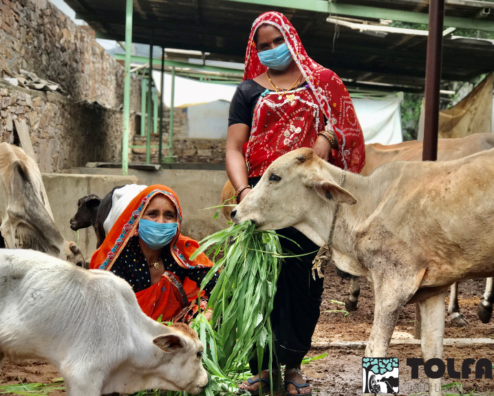 TOLFAcharity's tweet photo. IT'S WOMEN'S EQUALITY DAY EVERY DAY AT TOLFA
Can we get some appreciation for the strong, compassionate & hardworking women in #TeamTOLFA ?
Tija, Mohani, Jemma & Rachel are dedicated animal lovers who give their all for our animals.
#WomensEqualityDay #AnimalRescuers #TOLFA https://t.co/joKdMT4uXU